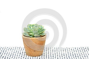 Blue Rose, Echeveria Imbricata Succulent Plant In Clay Pot For Home Decoration