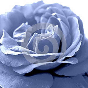 Blue Rose Elegancy photo