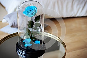 Blue rose in a flask. Long-lasting rose