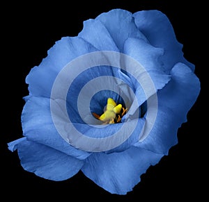 Blue rose flower, black isolated background with clipping path. Nature. Closeup no shadows. eustoma