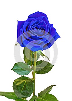 Blue rose flower, green leaves, close up, white background, isolated.