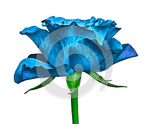 A blue rose flower isolated on a white background. Close-up. Flower bud on a green stem with leaves