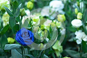 Blue of rose flower on nature background