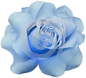 Blue rose  flower  on white isolated background with clipping path. Closeup. Flower on a green stem.