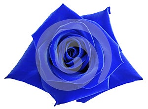 Blue rose flower on white isolated background with clipping path. no shadows. Closeup.