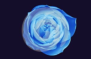 Blue rose isolated on deep navy background