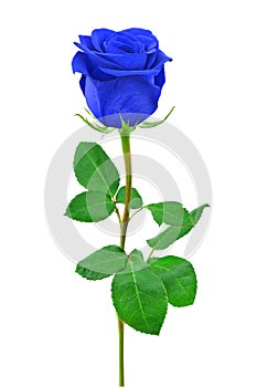 Blue rose
