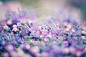 Blue, rose lilac flowers and stamens macro photography.