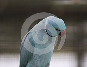 Blue Rose ringed parakeet