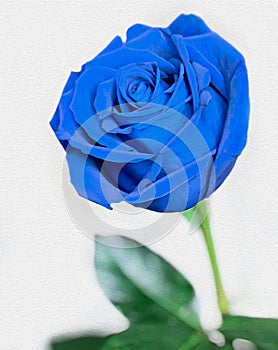 Blue rose on a stem. One flower.