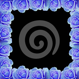 Blue rose vector border