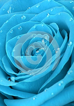 Blue rose with water drops