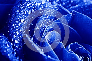 Blue rose with water drops