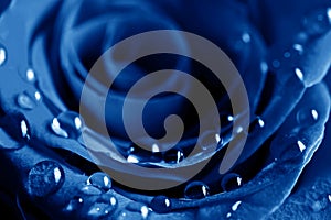 Blue rose with water drops