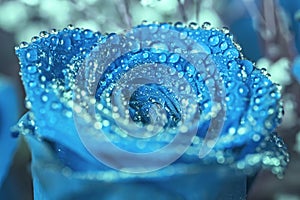 Blue rose with water drops
