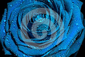 Blue rose with water drops.