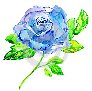 Blue Rose. Watercolor painting.