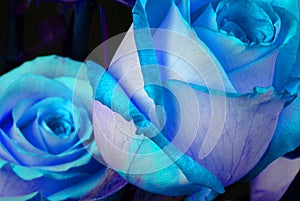 Blue Roses photo