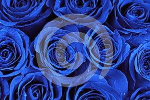 Blue roses