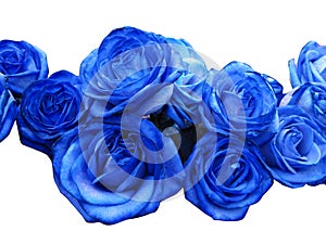 Modrý ruže 