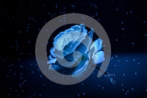 Blue roses inside in water on a black background. Flowers under the water with bubbles and drops of water.