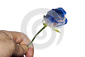 Blue roses symbolize the mystery, the impossible. Give, gift, courtship, seduction, love.