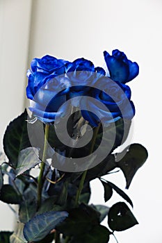 Blue roses on a white background