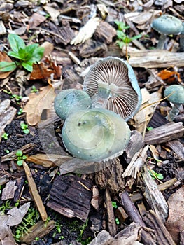 Blue roundhead fungus