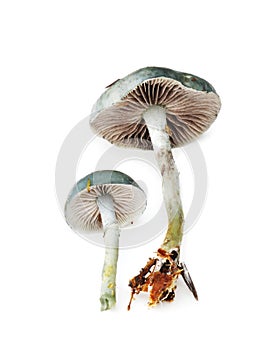 Blue Roundhead mushroom