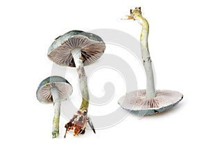 Blue Roundhead mushroom