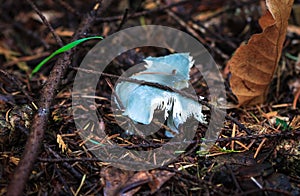 A blue roundhead mushroom Stropharia caerulea