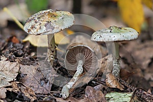 The Blue Roundhead (Stropharia caerulea) is an edible mushroom