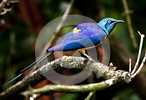 Blue Royal Starling Bird