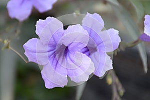 Blue Ruellia tuberosa flower