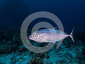 Blue runner, Caranx crysos. Bonaire, Caribbean Netherlands. Diving holiday