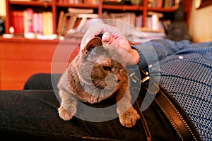 Blue russian cat relaxing, lying and enjoying being cuddled, pampering and purring on his lap owner at home.