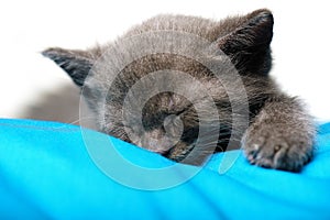 Blue Russian Cat Sleeping on Pillow