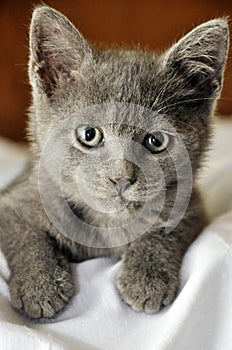 Blue Russian young cat