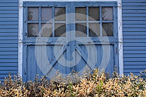 Blue Rustic wooden door with white blooming bushes