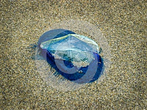 Blue Sail Velella Jelly Fish