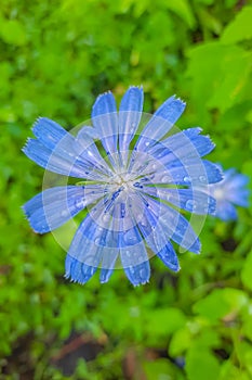 Blue sailors, common chicory, wild succory Cichorium intybus , inflorescence