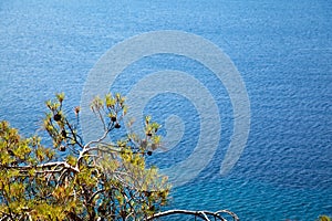 Blue salty sea water texture and pine cone tree, Datca Turkey seaside