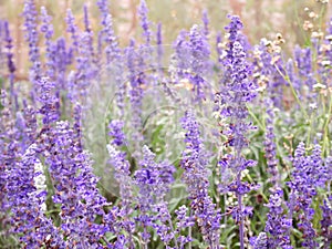 Blue salvia blue sage flower. Beautiful violet flowers