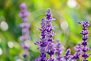 Blue Salvia farinacea flowers, or Mealy Cup Sage on green background, close-up