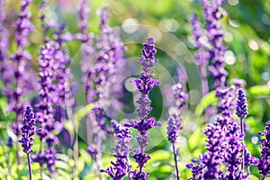 Blue Salvia farinacea flowers, or Mealy Cup Sage on green background, close-up