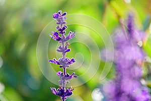 Blue Salvia farinacea flowers, or Mealy Cup Sage on green background, close-up