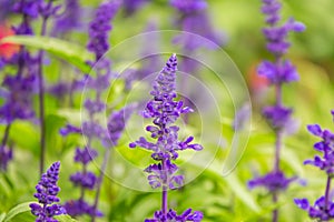 Blue Salvia farinacea flowers, or Mealy Cup Sage on green background, close-up