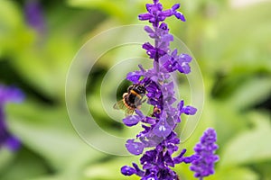 Blue Salvia farinacea flowers, or Mealy Cup Sage on green background, close-up