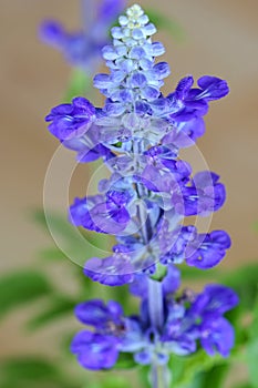 Blue Salvia flower in blue purple color on a blurred background