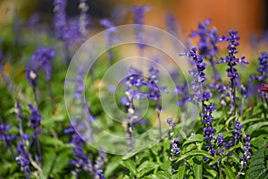 Blue Salvia flower in the garden